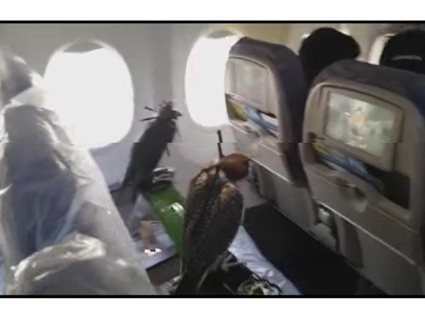 Saudi Prince flies his birds on plane 2 hours ago