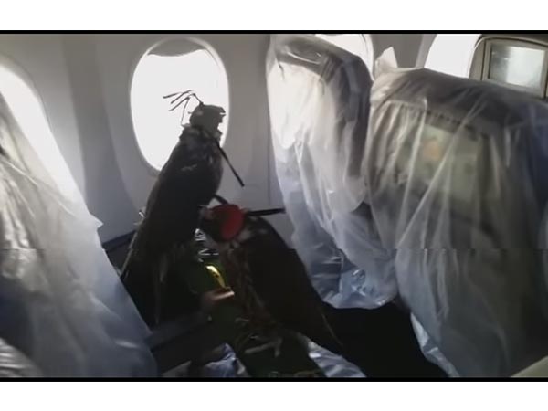 Saudi Prince flies his birds on plane 2 hours ago