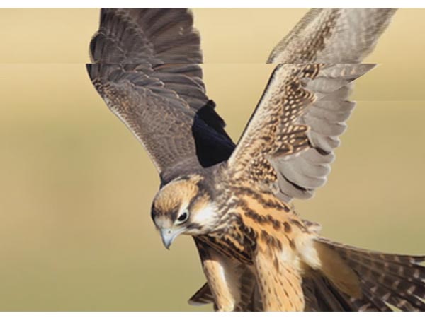 Sheikhs being sheikhs! Saudi prince buys plane tickets for his 80 hawks