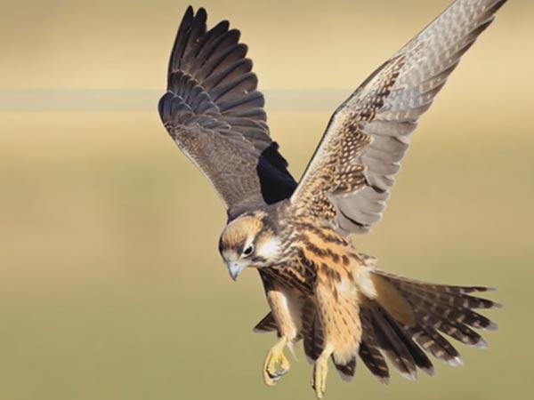 Saudi Prince flies his birds on plane 2 hours ago